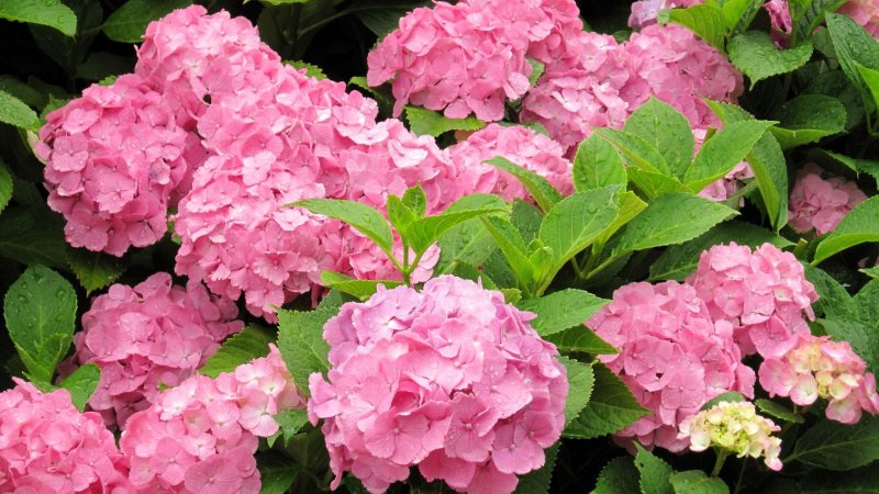 Гортензия крупнолистная Синдерелла