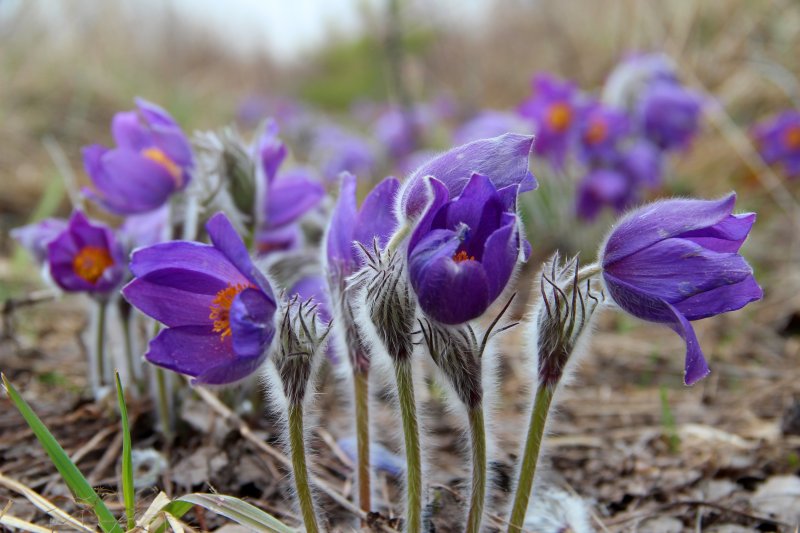 Подснежник сон трава прострел