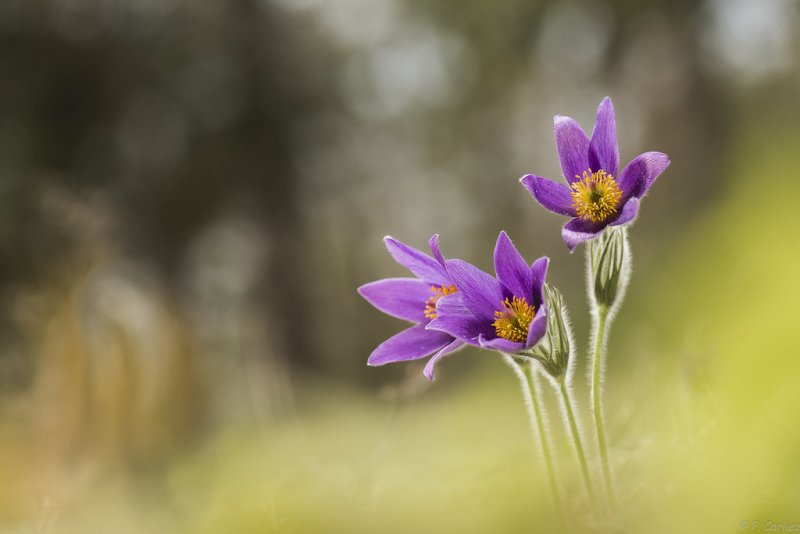 Прострел макро