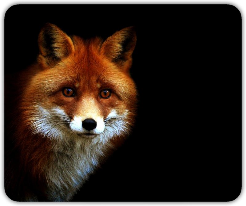 Лис на черном фоне