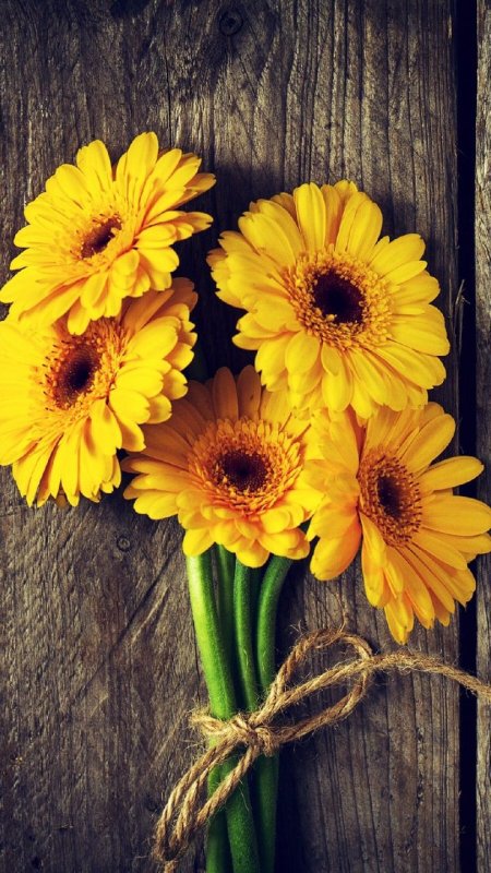 Красивые желтые цветы