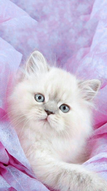 Розовый котенок