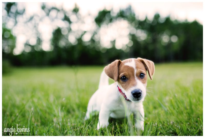 Джек Рассел щенок