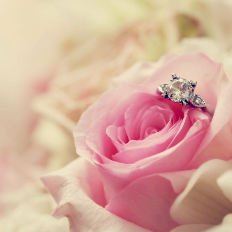 Нежные розы