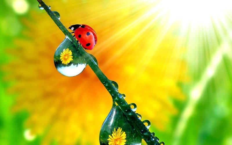 Цветы и солнце