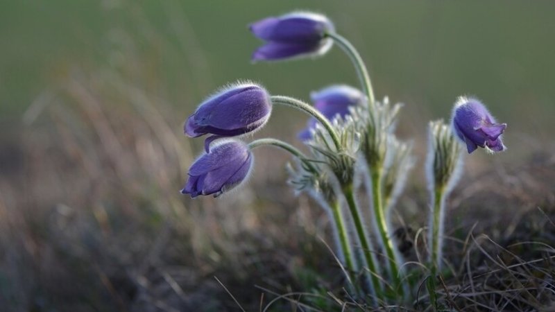 Сон-трава белая