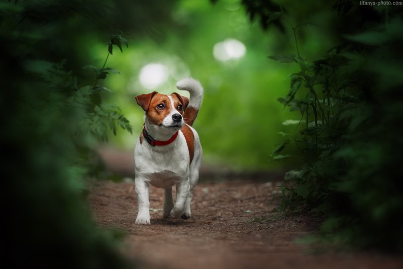 Джек Рассел 4к
