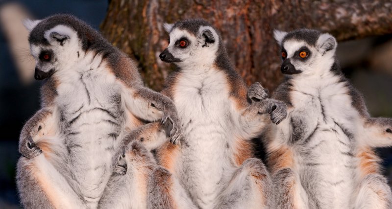 Кошачий лемур домашний