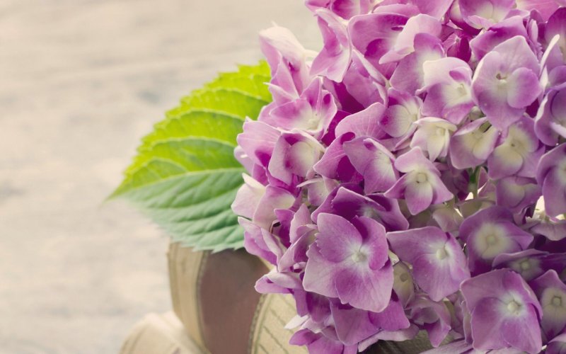 Цветок "гортензия"