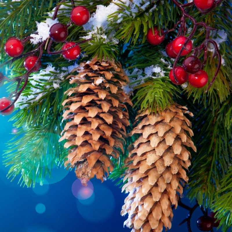 Шишки на елке