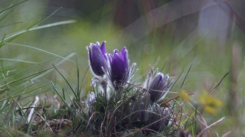 Прострел Сибирский