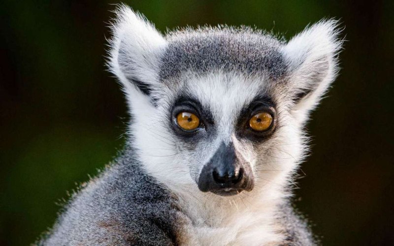 Смешные животные