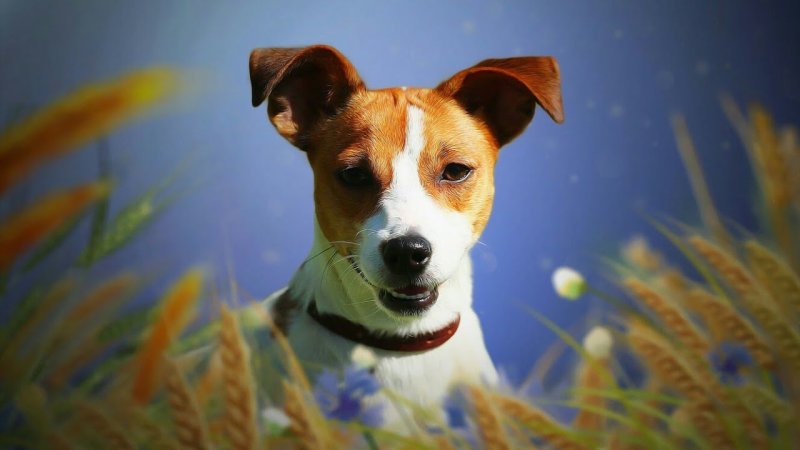 Майло Джек Рассел