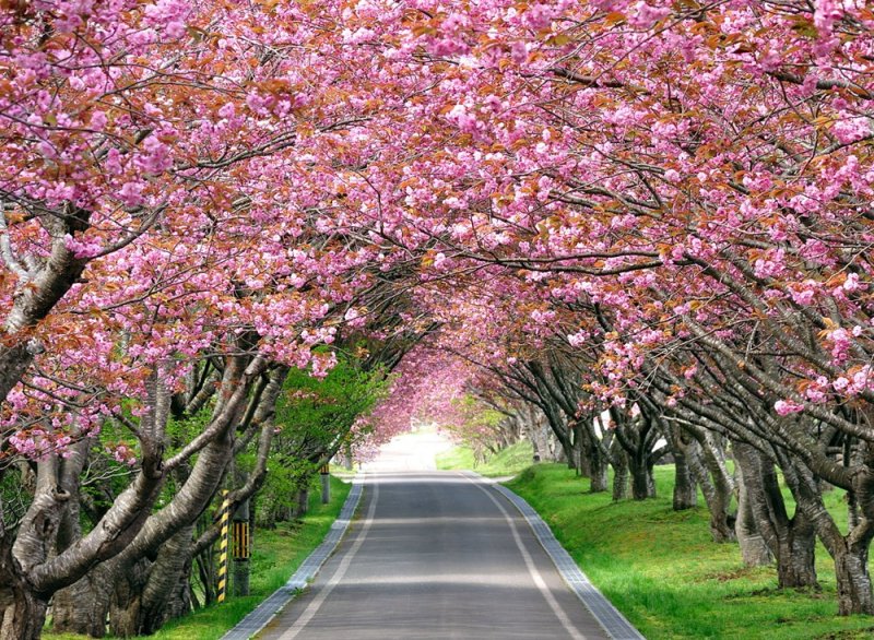 Черри блоссом дерево