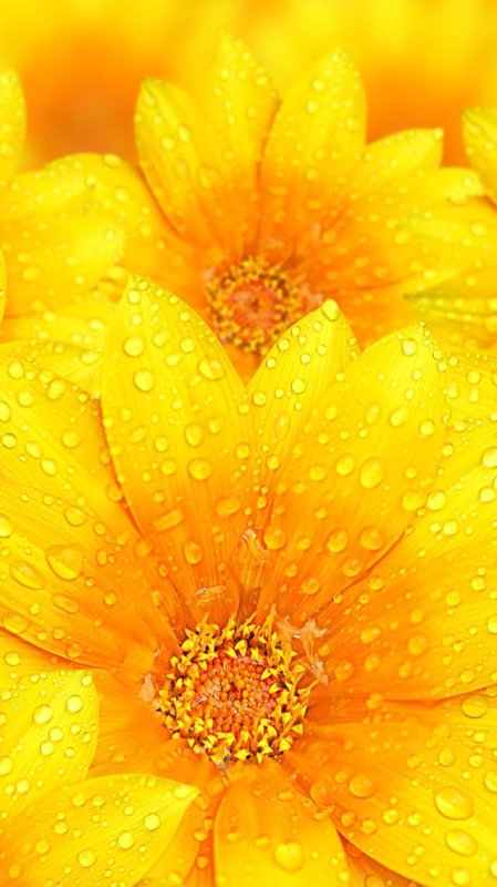 Жёлтый цветок