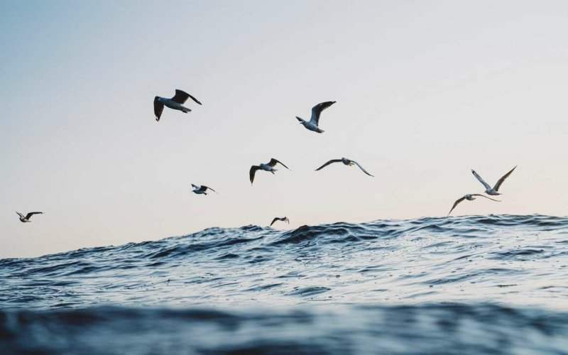 Птицы над морем