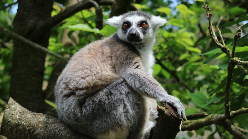 Мадагаскарский карликовый лемур