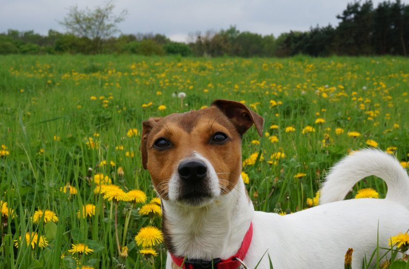 Джек Рассел собака