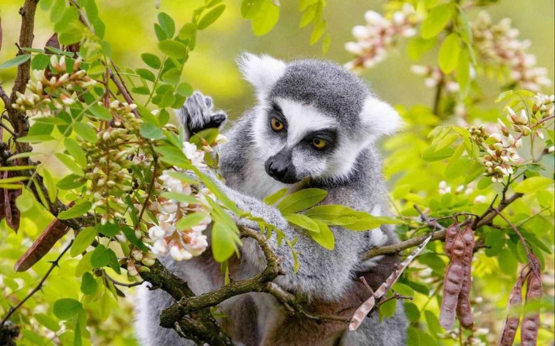 Лемур Лори долгопят