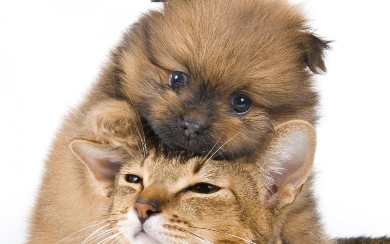 Собачки и кошечки