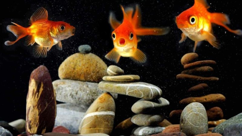 Золотая рыбка
