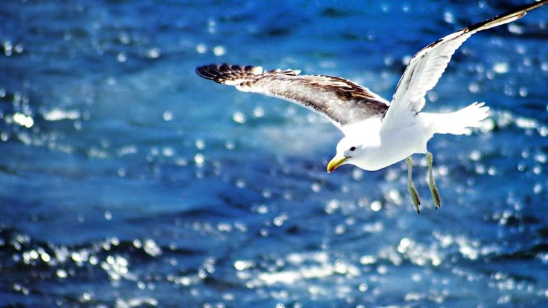 Птицы над морем