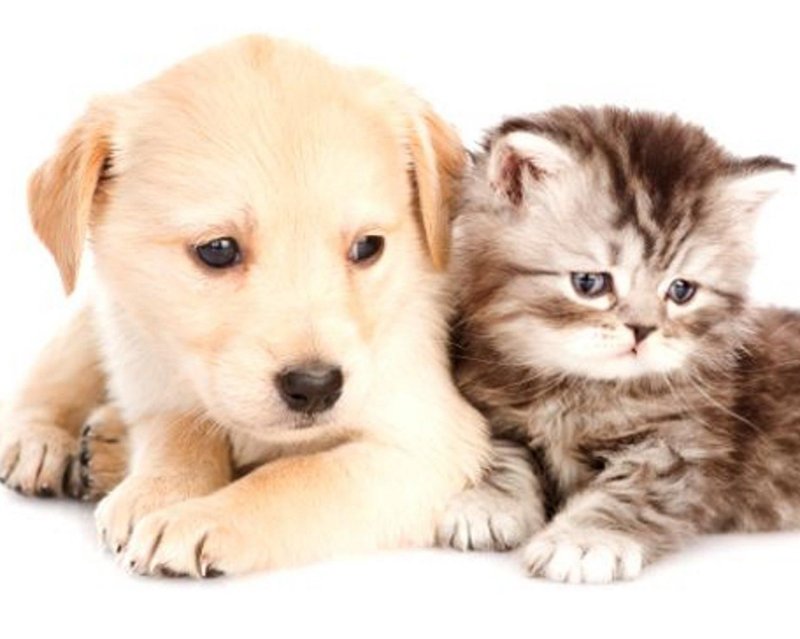 Щенок и котенок