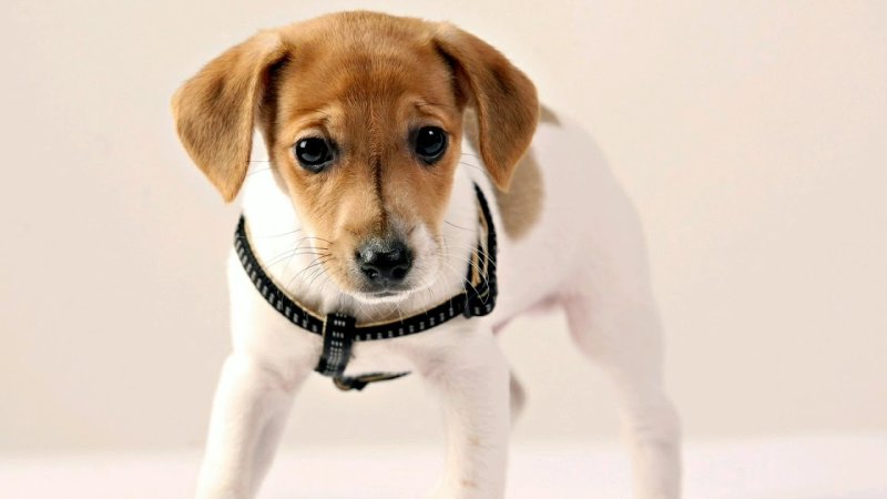 Майло Джек Рассел