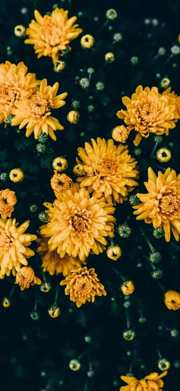 Золотые японские хризантемы