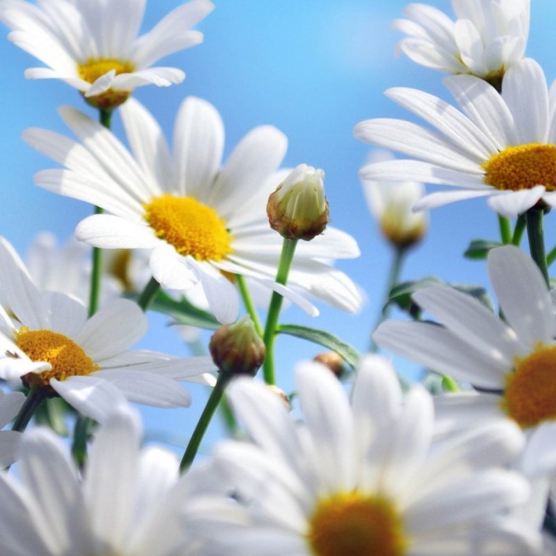 Яркие ромашки