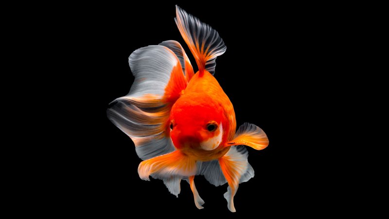 Золотая рыбка Оранда красная