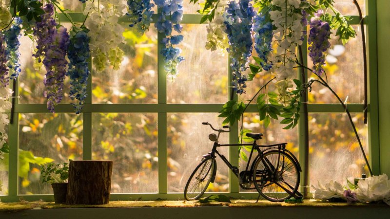 Цветы на окне