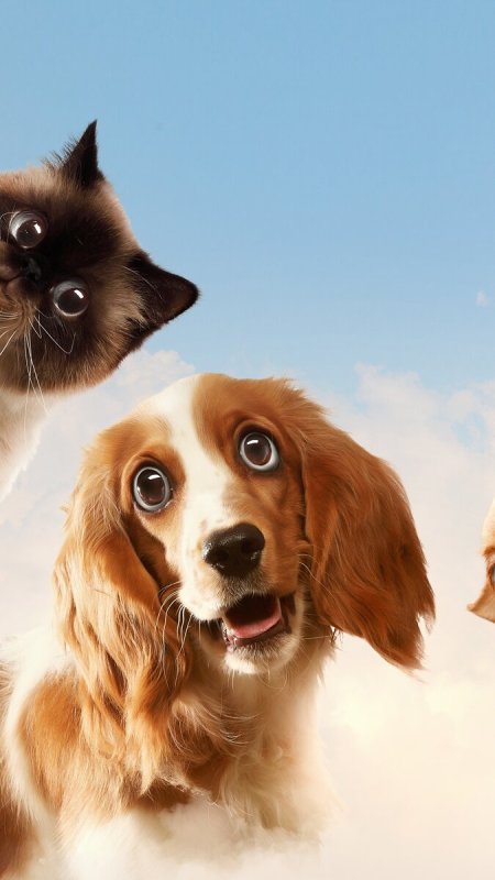 Веселые собаки и кошки