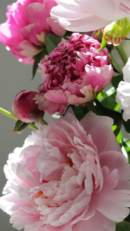 Пионы Софи Арден