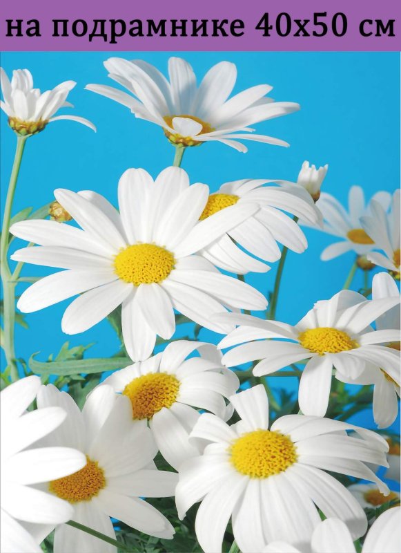 Ромашка цветы