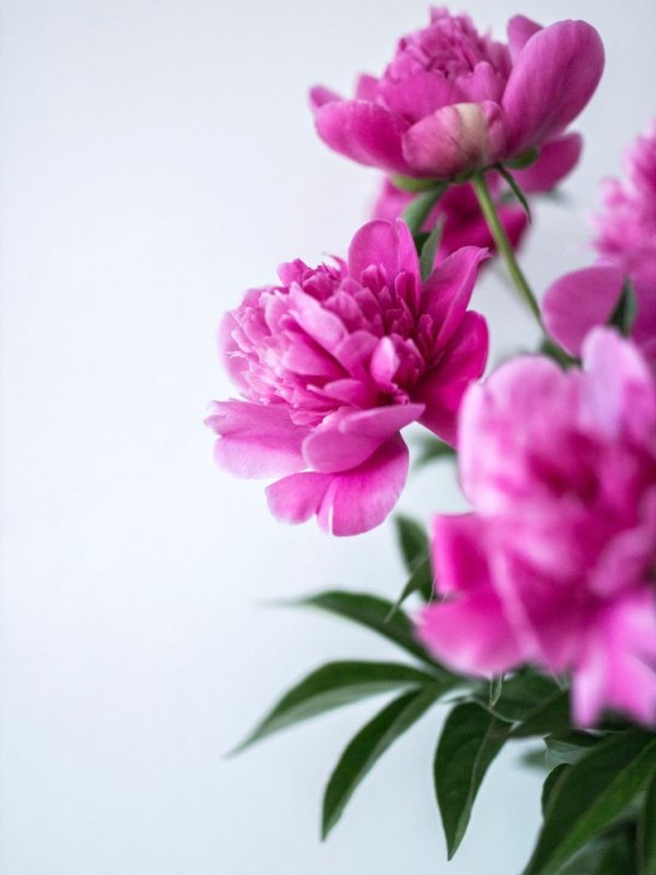 Гисслер пионы