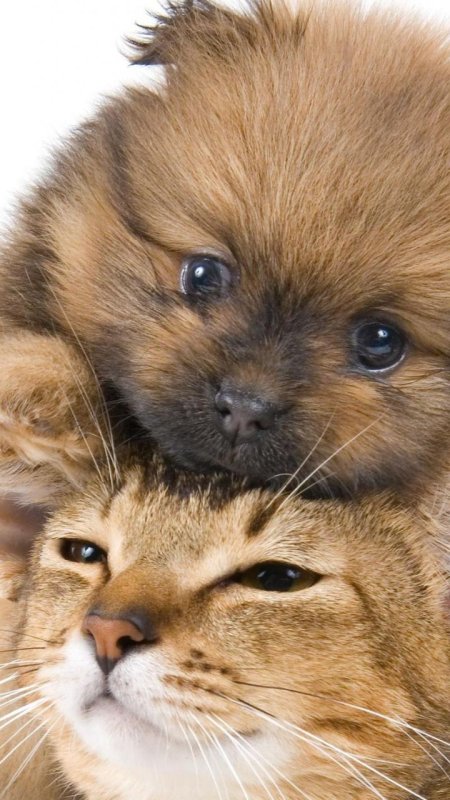 Милые собачки и кошечки