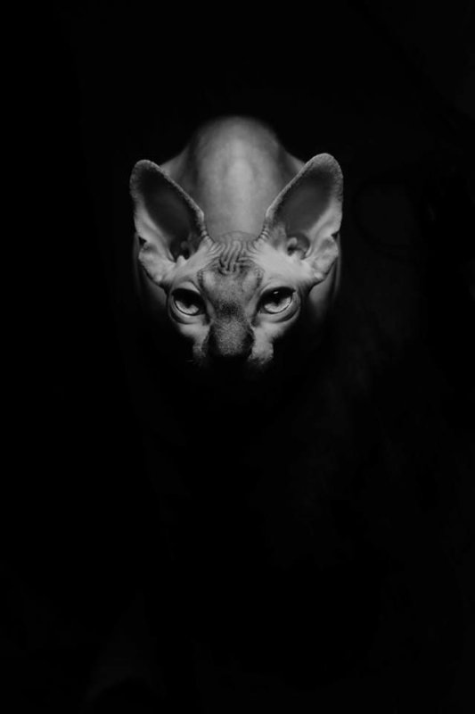 Канадский сфинкс черный