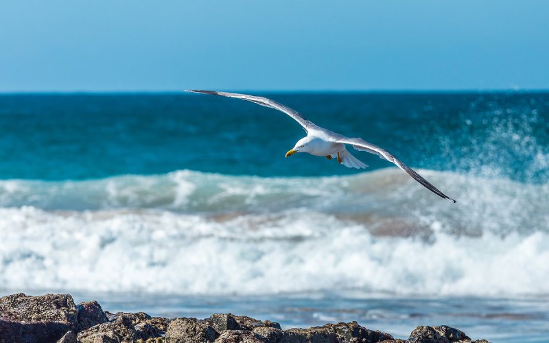 Птицы над океаном