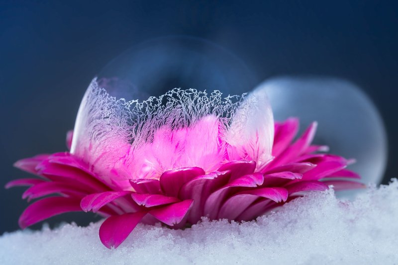 Морозные цветы