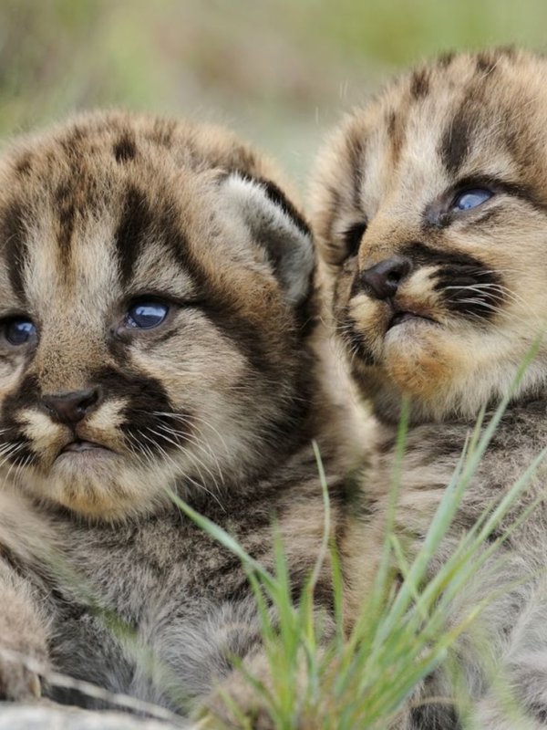 Обои животные