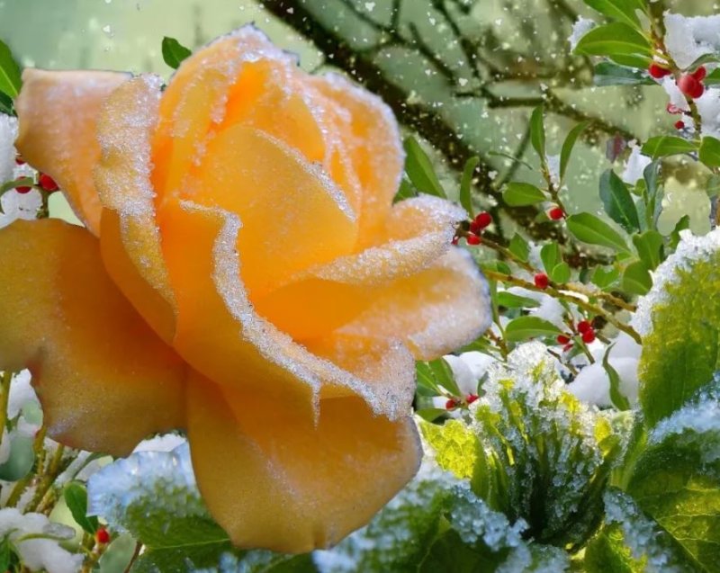 Зимние цветы