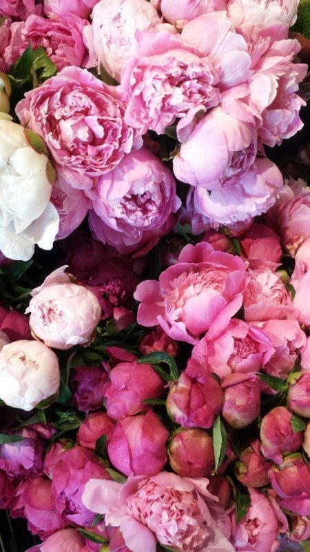 Гисслер пионы