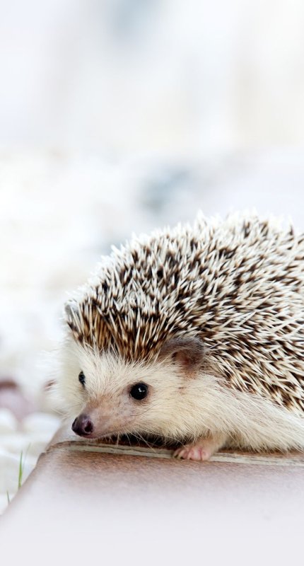 Ежик на заставку телефона