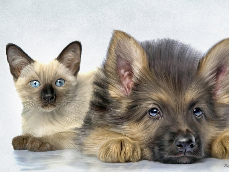 Красивые собачки и кошечки