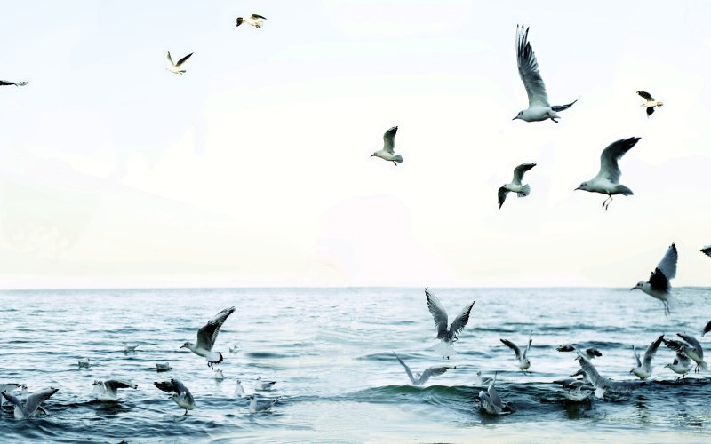 Фон море Чайки