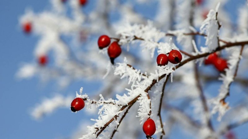 Картинки на рабочий стол зима