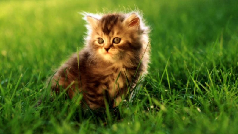 Красивые котята