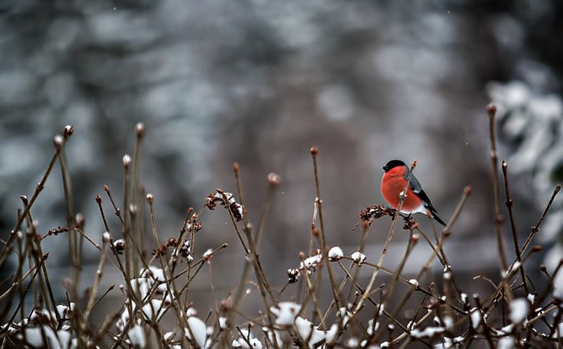 Заставка на рабочий стол зима Снегири