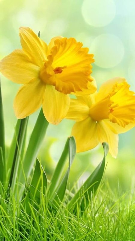 Нарцисс цветок